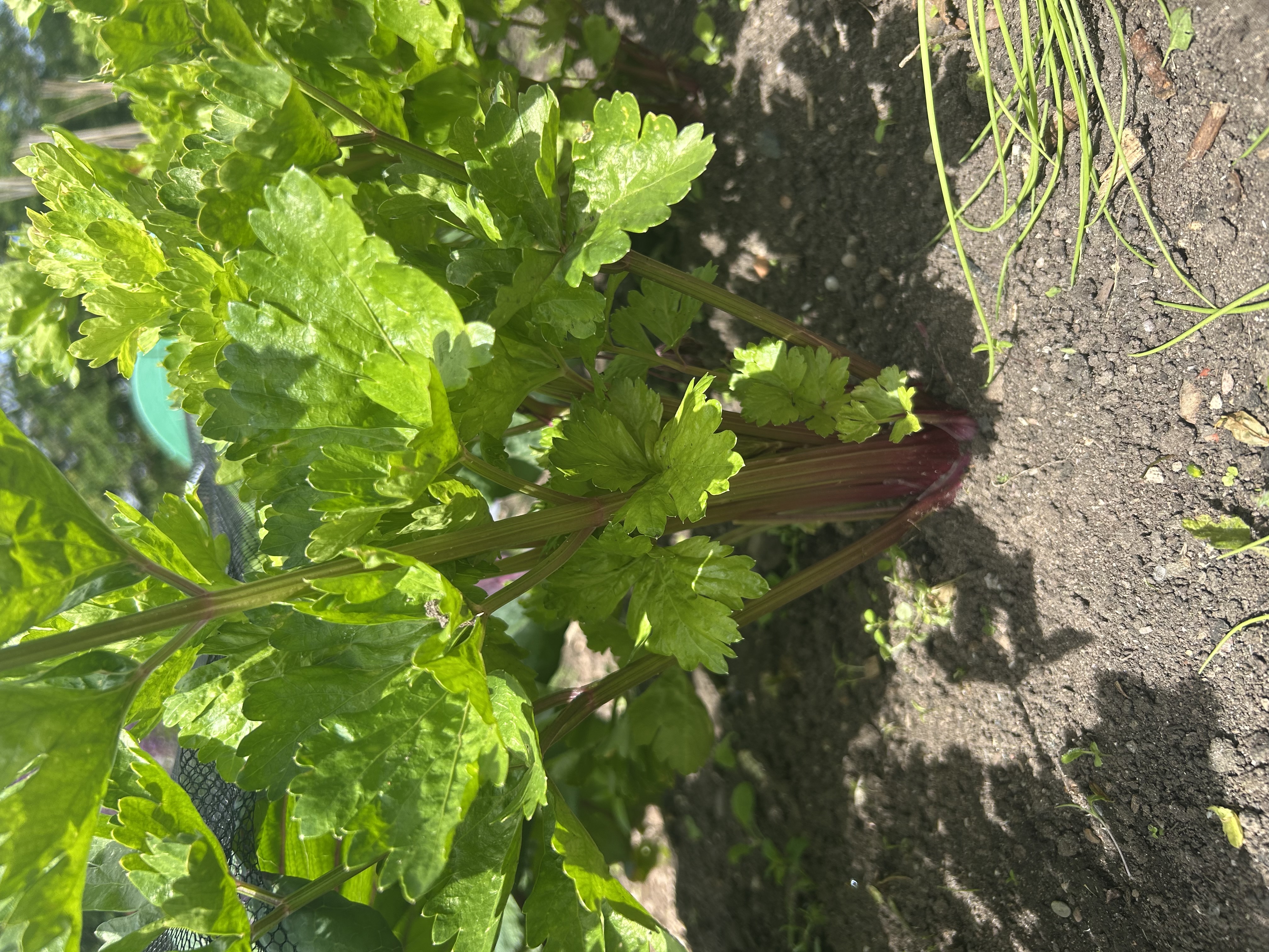 Celery grown by Gabriela's Garden